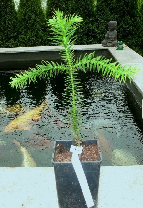 Araucaria araucana (Andentanne) Topf10cm Höhe30cm