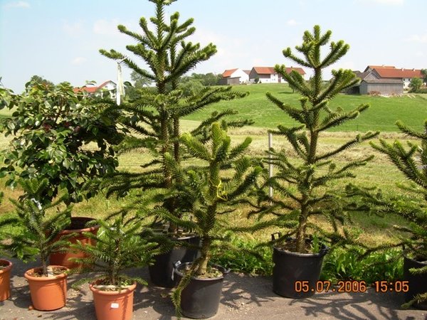 Araucaria araucana (Andentanne) Topf17cm Höhe50cm
