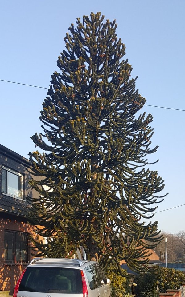 Araucaria araucana (Andentanne) Topf50cm Höhe200cm