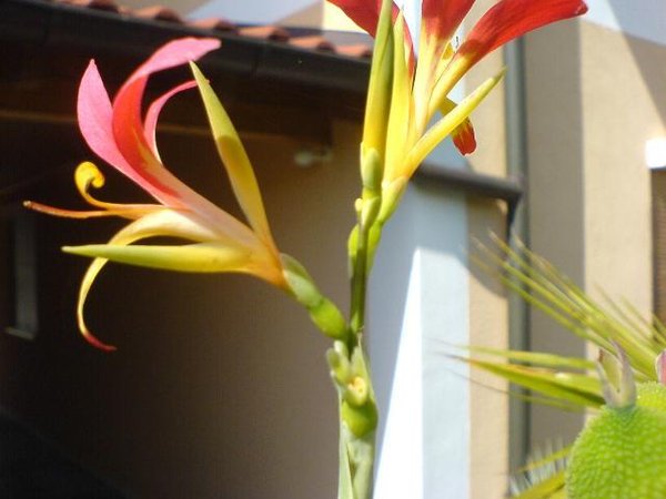 Canna Lily (Canna patens)Topf 19cm Höhe 50-100cm