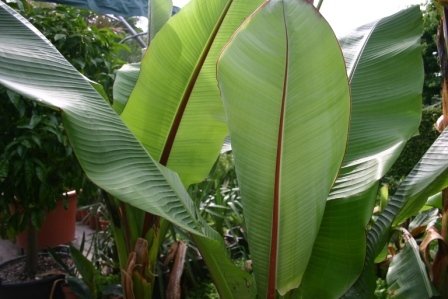 Ensete ventricosum (Abessinische Banane)TOPF 10 Höhe 30-50cm