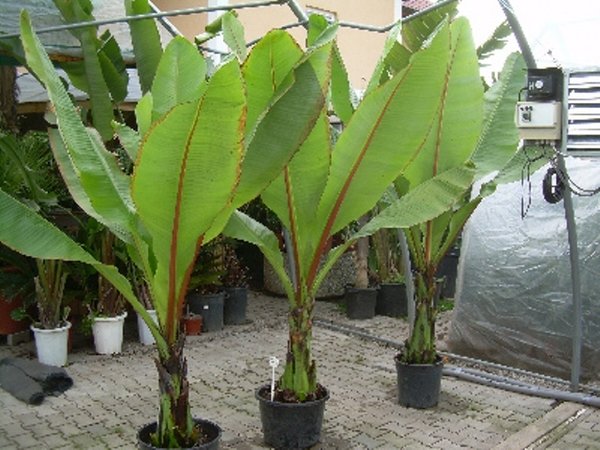 Ensete ventricosum (Abessinische Banane)TOPF 10 Höhe 30-50cm