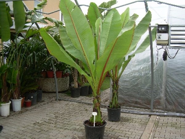 Ensete ventricosum (Abessinische Banane)Topf30cm Höhe 150-200cm