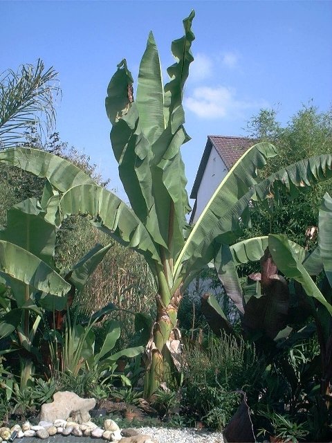 Ensete ventricosum (Abessinische Banane)Topf40cm Höhe 250-300cm