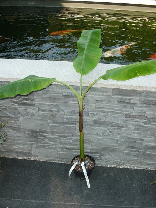 Musa acuminata 'Raja Puri' Topf 17 Höhe 50-100cm