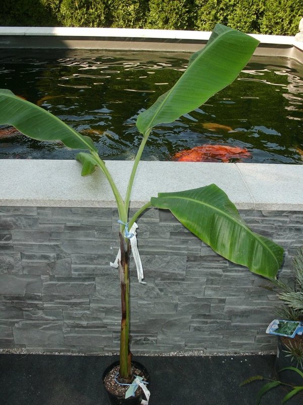 Musa acuminata 'Raja Puri' Topf 17cm height100-150cm