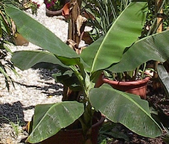 Musa acuminata Dwarf Cavendish Topf17cm Höhe50-100cm