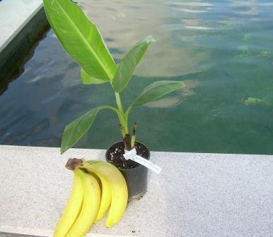 Musa Gran Nain Chiquita Banane Topf10cm Höhe20-50cm