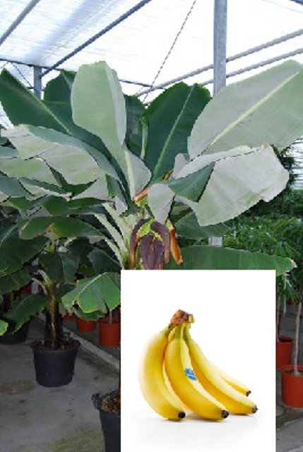Musa Gran Nain Chiquita Banane Topf10cm Höhe20-50cm