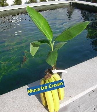 Musa Ice Cream (Blue Java o.Ney Mannan)TopfØ10cm Höhe 20-50cm
