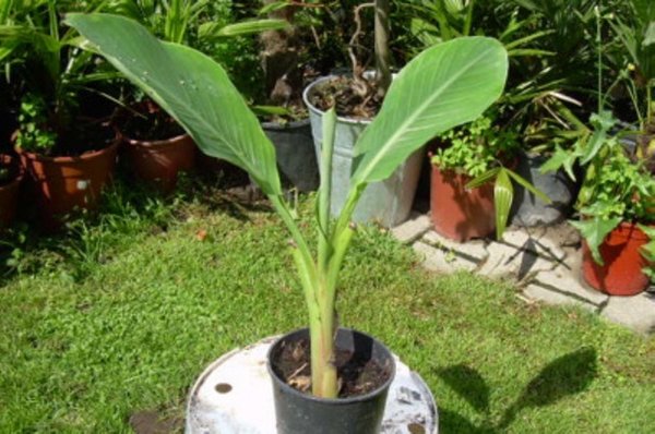 Musella lasiocarpa (Golden Lotus Banane) Topf 10cm Höhe 20-50cm
