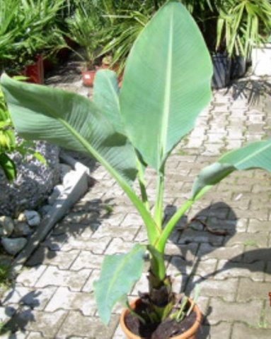 Musella lasiocarpa (Golden Lotus Banane) Topf14cm Höhe50-100cm