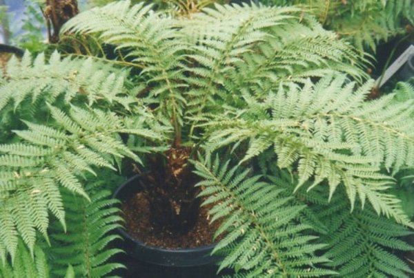 Dicksonia antartica Stamm.5-10cm Topf23cm Höhe40-60cm