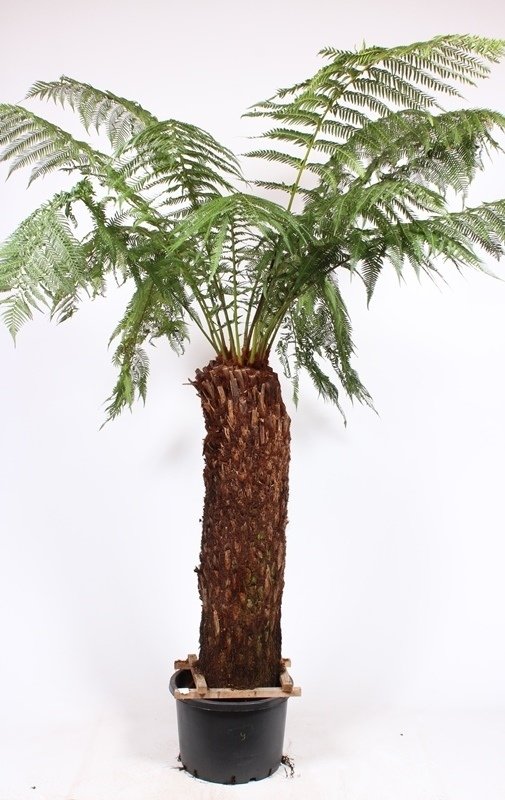 Dicksonia antartica Stamm 100-110cm Topf50cm Höhe220-240cm