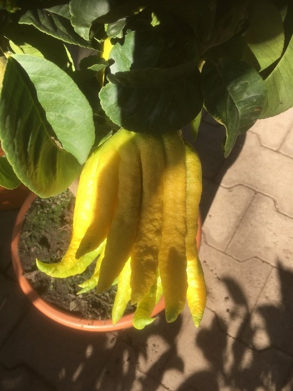 Citrus Buddha's Hand'(Citrus medica´Digitata`)Topf19cm Höhe50-80cm
