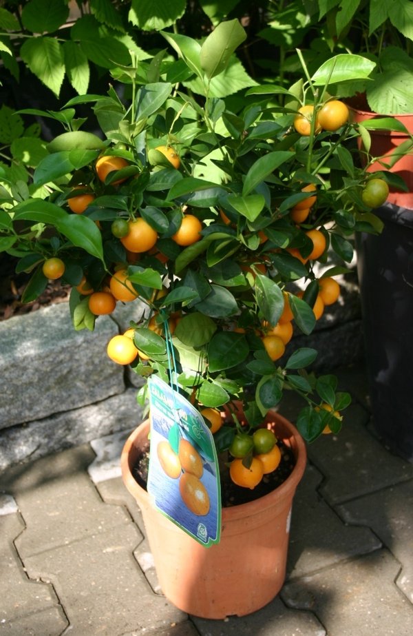 Calamondin Orange/ (Citrus madurensis)  TopfØ19cm Höhe50-80cm