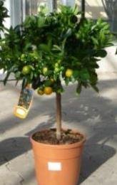 Citrus Clementina (Klementine) Topf17cm Höhe50-80cm