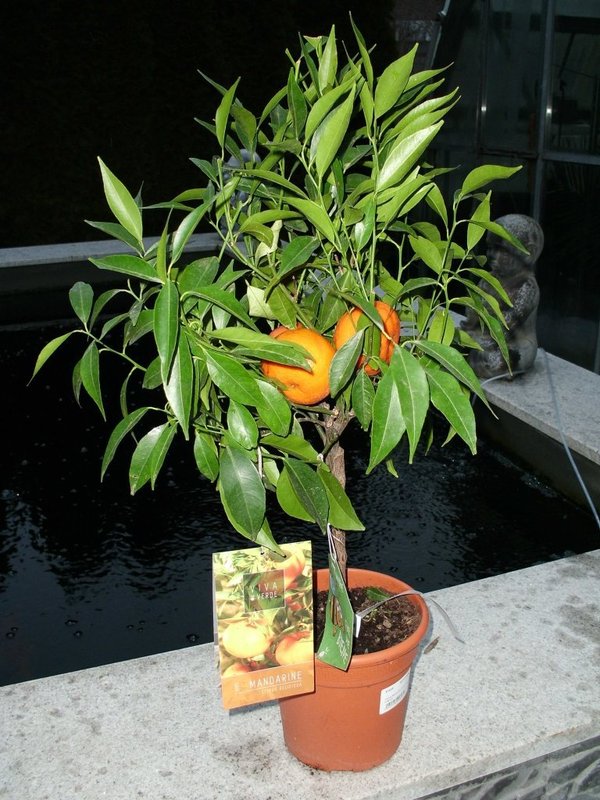 Citrus Clementina (Klementine) Topf17cm Höhe50-80cm