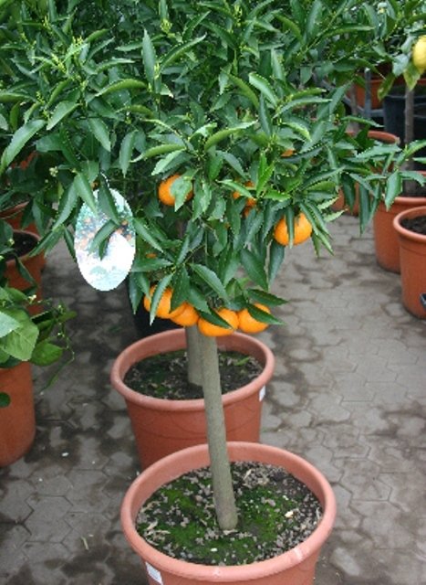 Citrus delicosa (Citrus mandarin)Topf17cm Höhe80-120cm