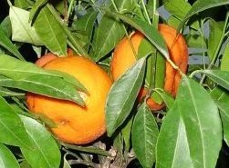 Citrus delicosa (Citrus mandarin)Topf45cm Höhe200-220cm