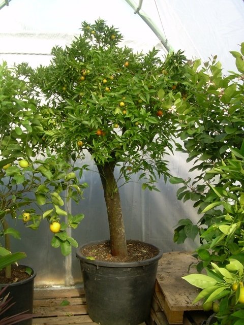 Citrus delicosa (Citrus mandarin)Topf45cm Höhe200-220cm