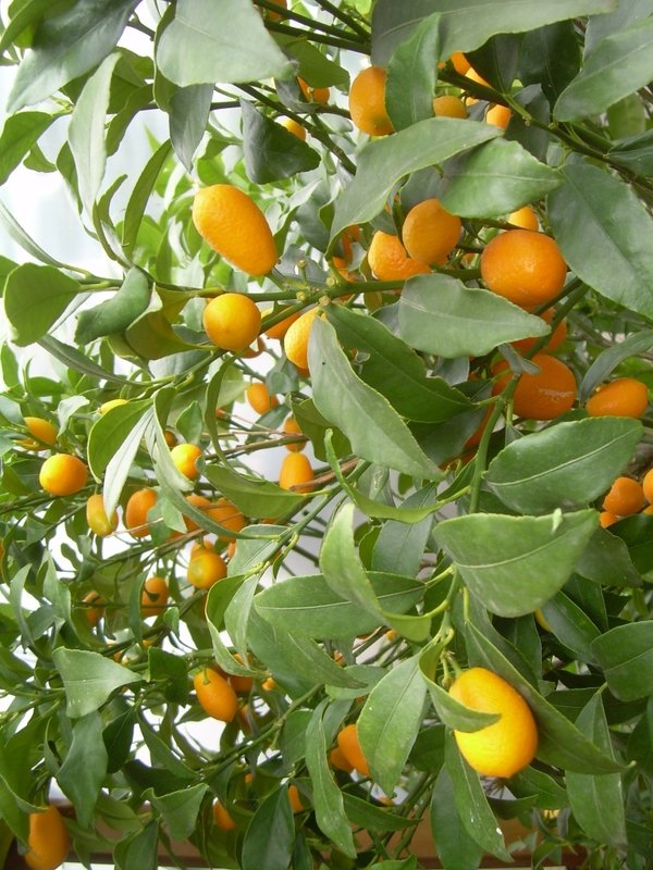 Citrus Fortunella sp. Kumquat Topf17cm Höhe50-80cm