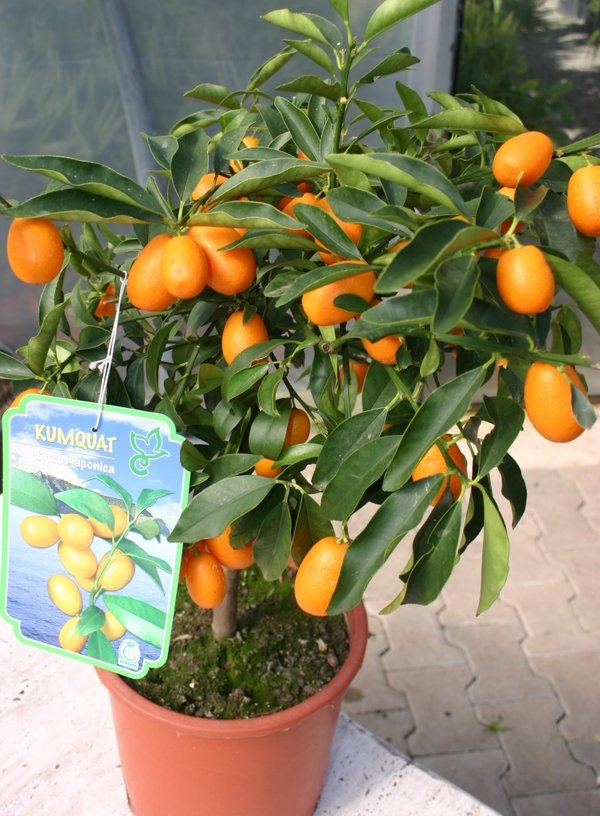 Kumquat Citrus Fortunella sp.  TopfØ20cm Höhe70-80cm