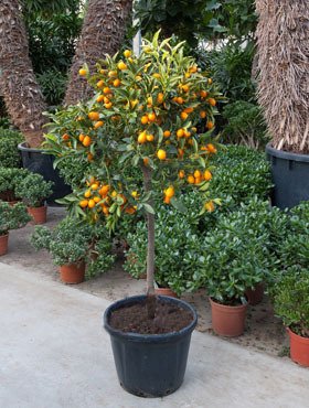 Kumquat Citrus Fortunella sp.  Topf20cm Höhe70-80cm