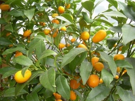 Citrus Fortunella sp. Kumquat Topf35cm Höhe120-180cm