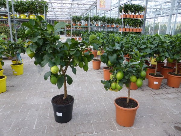 Citrus lemon (Zitrone) TopfØ20cm Höhe50-80cm