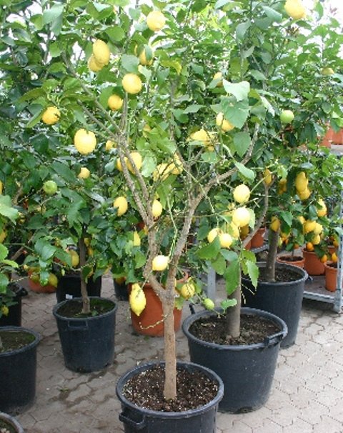Citrus lemon (Zitrone) TopfØ35cm Höhe170-180cm