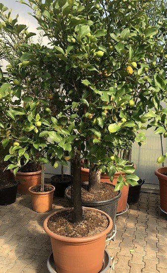 Citrus lemon (Zitrone) TopfØ45cm Höhe180-220cm