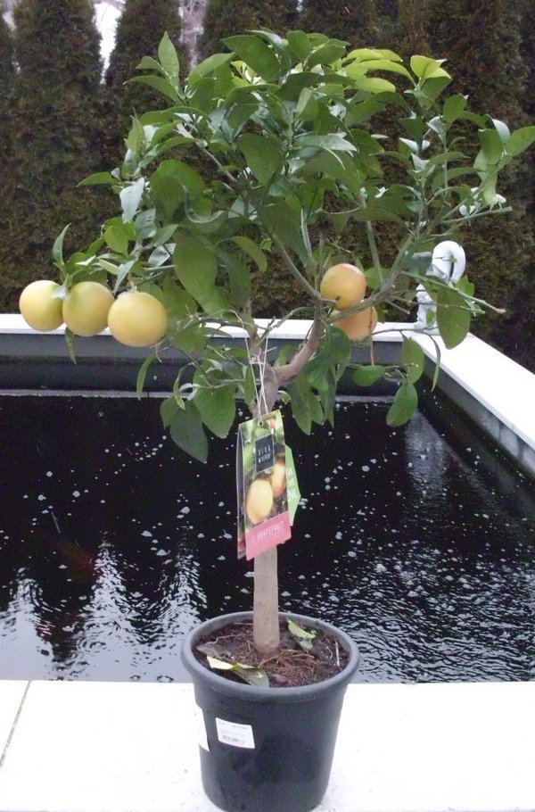 Citrus paradisi (Grapefruit) Topf17cm Höhe50-80cm