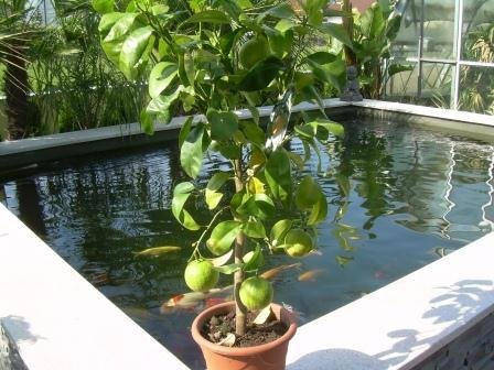 Citrus paradisi (Grapefruit) Topf24cm Höhe80-120cm