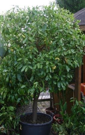 Citrus paradisi (Grapefruit) Topf45cm Höhe200-220cm