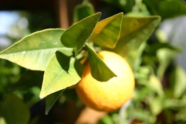 Citrus sinensis (Apfelsine, Orange) Topf20cm Höhe50-80cm
