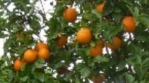 Citrus sinensis (Apfelsine, Orange) Topf17cm Höhe50-80cm