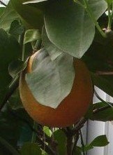Citrus sinensis (Apfelsine, Orange) Topf24cm Höhe80-120cm