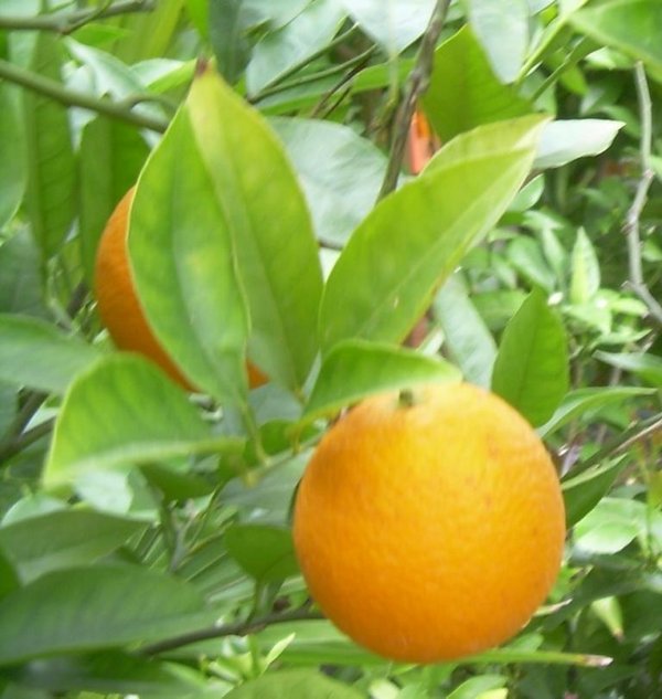 Citrus sinensis (Apfelsine, Orange) Topf24cm Höhe80-120cm