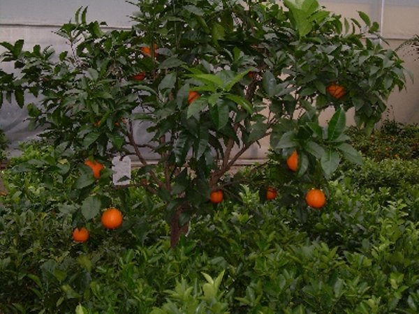 Citrus sinensis (Apfelsine, Orange) Topf35cm Höhe120-180cm