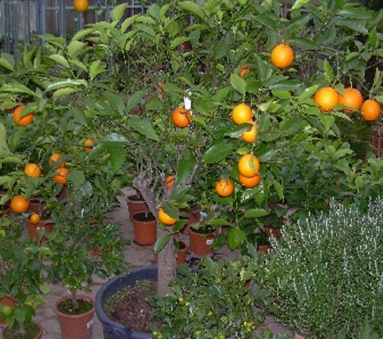 Citrus sinensis (Apfelsine, Orange) Topf50cm Höhe200-220cm