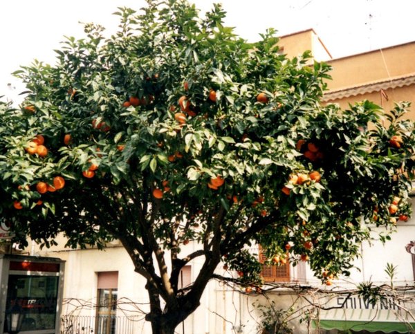 Citrus sinensis (Apfelsine, Orange) Topf50cm Höhe200+cm