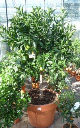 Citrus sinensis 'Vaniglia sanguigno'Citrus sinensis TopfØ35cm Höhe120-180cm