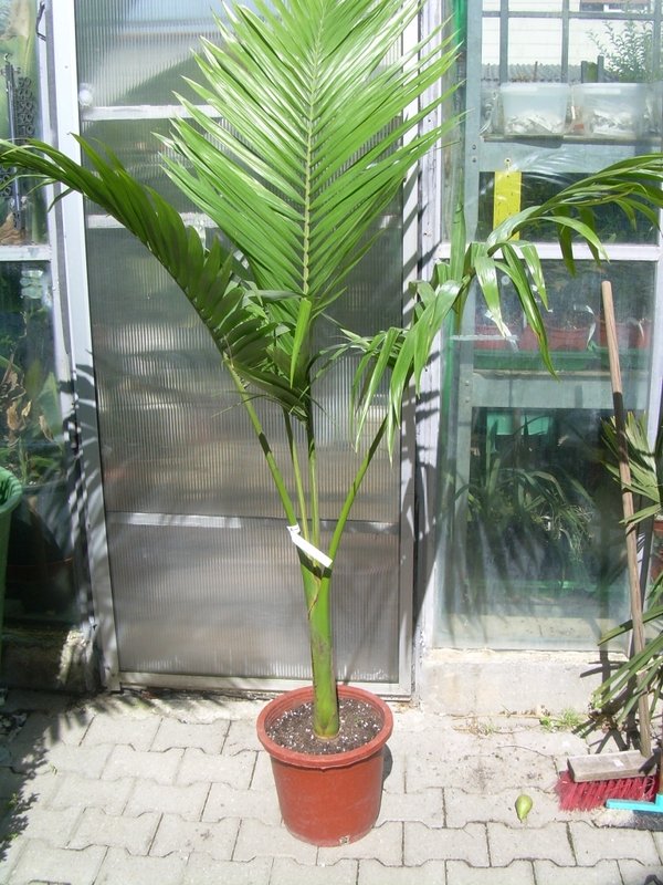 Archontophoenix alexandrae (Fire palm) 1truk potØ 30cm height 150cm