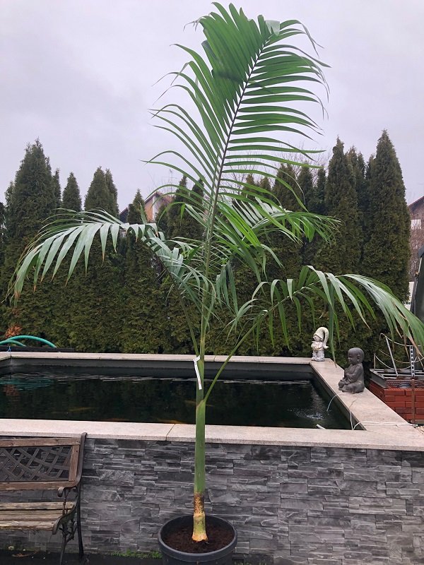 Archontophoenix alexandrae (Fire palm) 1truk potØ 30cm height 180cm