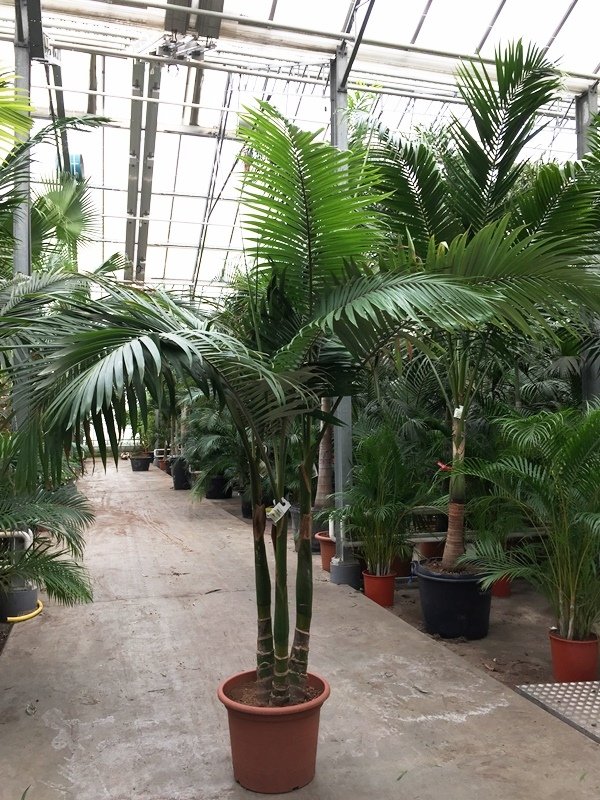 Archontophoenix alexandrae (Fire palm) 3truk potØ 55cm height350cm