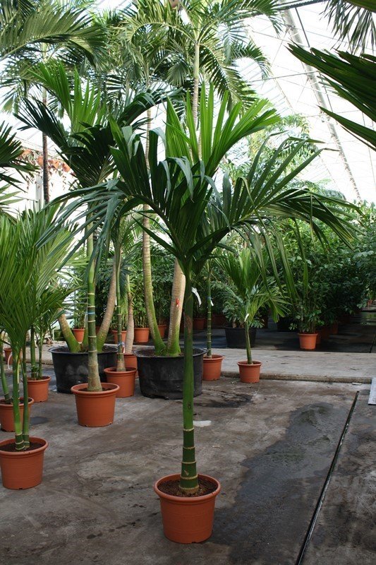 Areca catechu (Betelnusspalme) Multi Stamm Topf:Ø55cm Höhe225cm