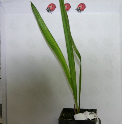 Butia paraquayensis (Benennung n. Paraguay)Topf 10cm Höhe 20cm