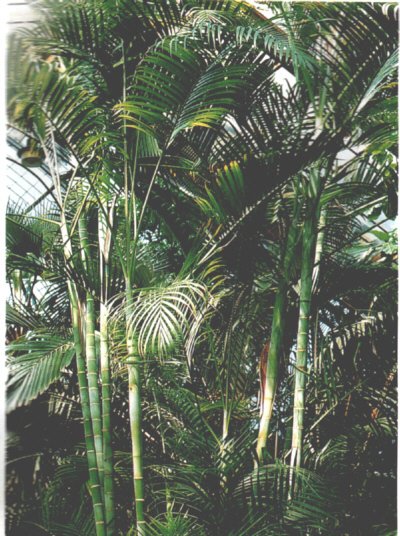 Chrysalidocarpus lutescens, Goldfruchtpalme, Topf:Ø21cm Höhe140cm