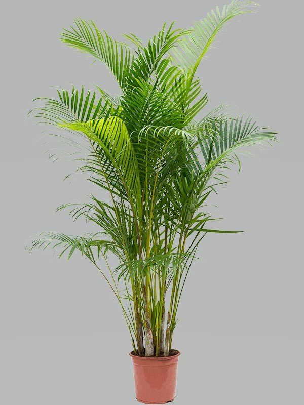 Areca-Chrysalidocarpus lutescens(Goldfruchtp.)Topf:Ø27cm Höhe155cm